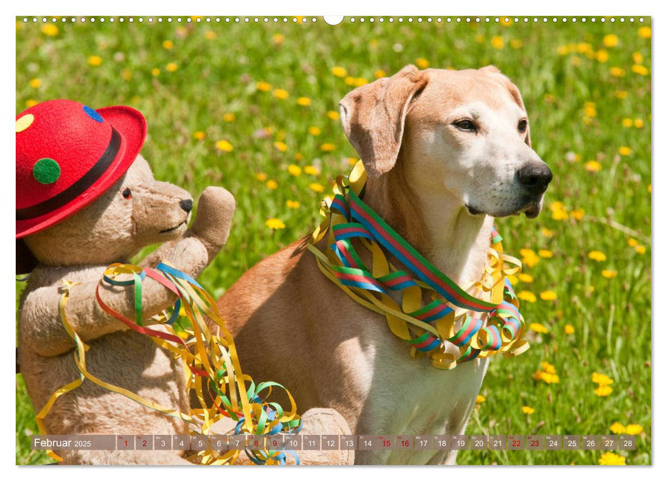 Liebenswerte Freunde - Azawakh-Ridgeback mit Teddys (CALVENDO Premium Wandkalender 2025)