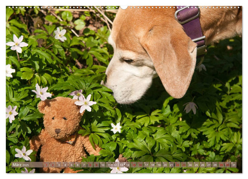 Liebenswerte Freunde - Azawakh-Ridgeback mit Teddys (CALVENDO Premium Wandkalender 2025)