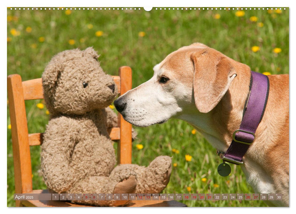 Liebenswerte Freunde - Azawakh-Ridgeback mit Teddys (CALVENDO Premium Wandkalender 2025)