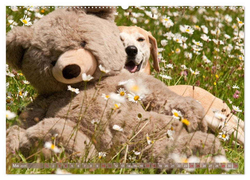 Liebenswerte Freunde - Azawakh-Ridgeback mit Teddys (CALVENDO Premium Wandkalender 2025)