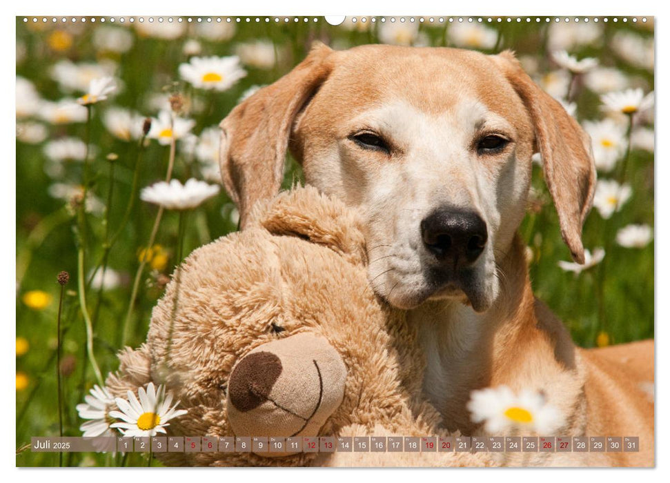 Liebenswerte Freunde - Azawakh-Ridgeback mit Teddys (CALVENDO Premium Wandkalender 2025)