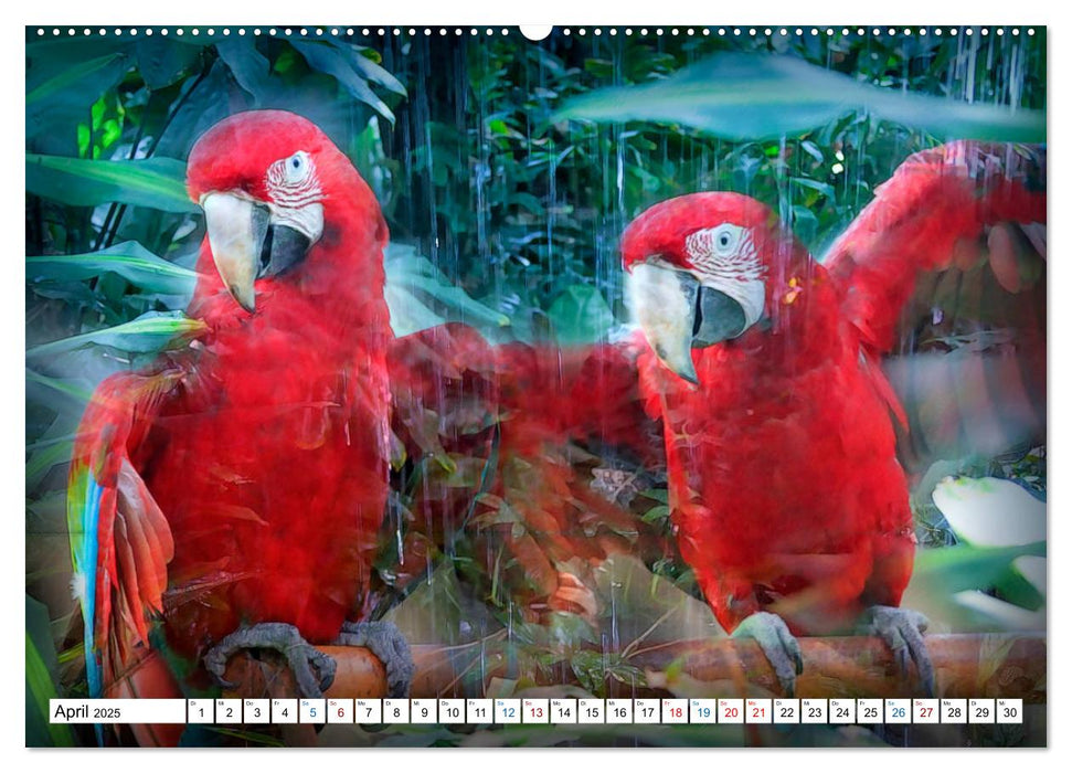 Tropenbewohner - farbenfrohe Vögel (CALVENDO Premium Wandkalender 2025)