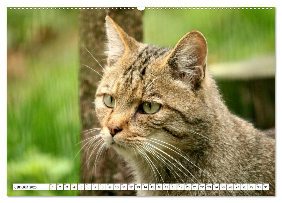 Wildkatzen - Die lautlosen Jäger des Waldes (CALVENDO Wandkalender 2025)