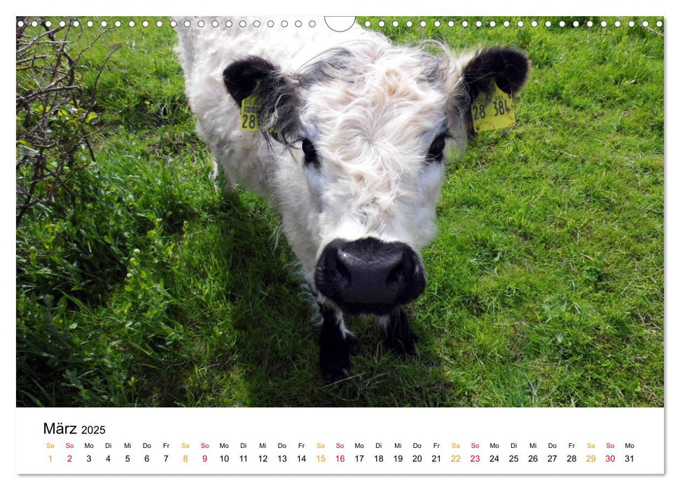 Helgoland Kalender (CALVENDO Wandkalender 2025)