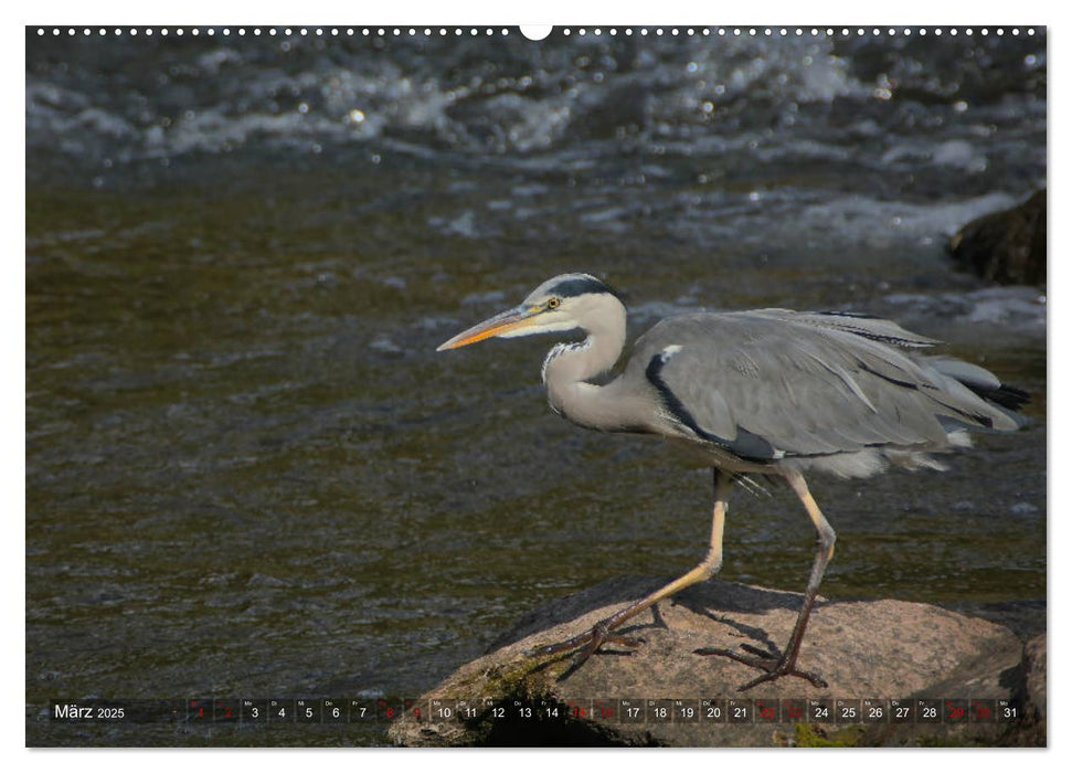 Der Fischreiher im Naturschutzgebiet der Nahe (CALVENDO Premium Wandkalender 2025)