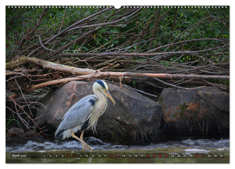 Der Fischreiher im Naturschutzgebiet der Nahe (CALVENDO Premium Wandkalender 2025)