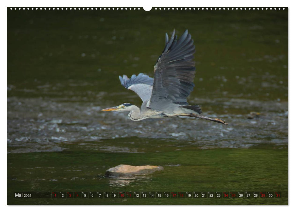 Der Fischreiher im Naturschutzgebiet der Nahe (CALVENDO Premium Wandkalender 2025)