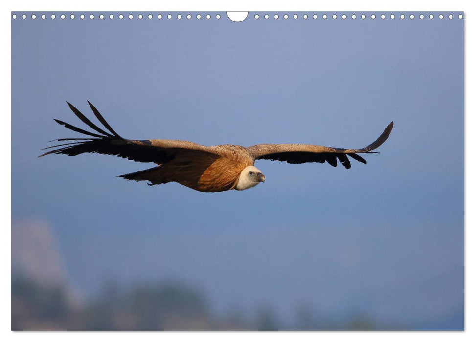 Vögel in der Extremadura (CALVENDO Wandkalender 2025)