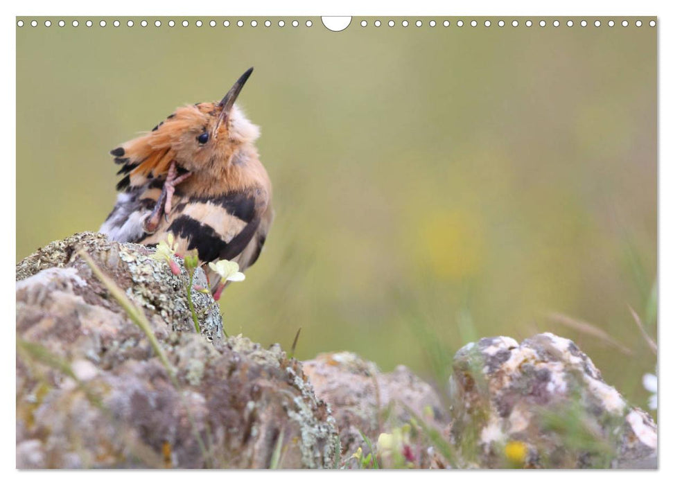 Vögel in der Extremadura (CALVENDO Wandkalender 2025)