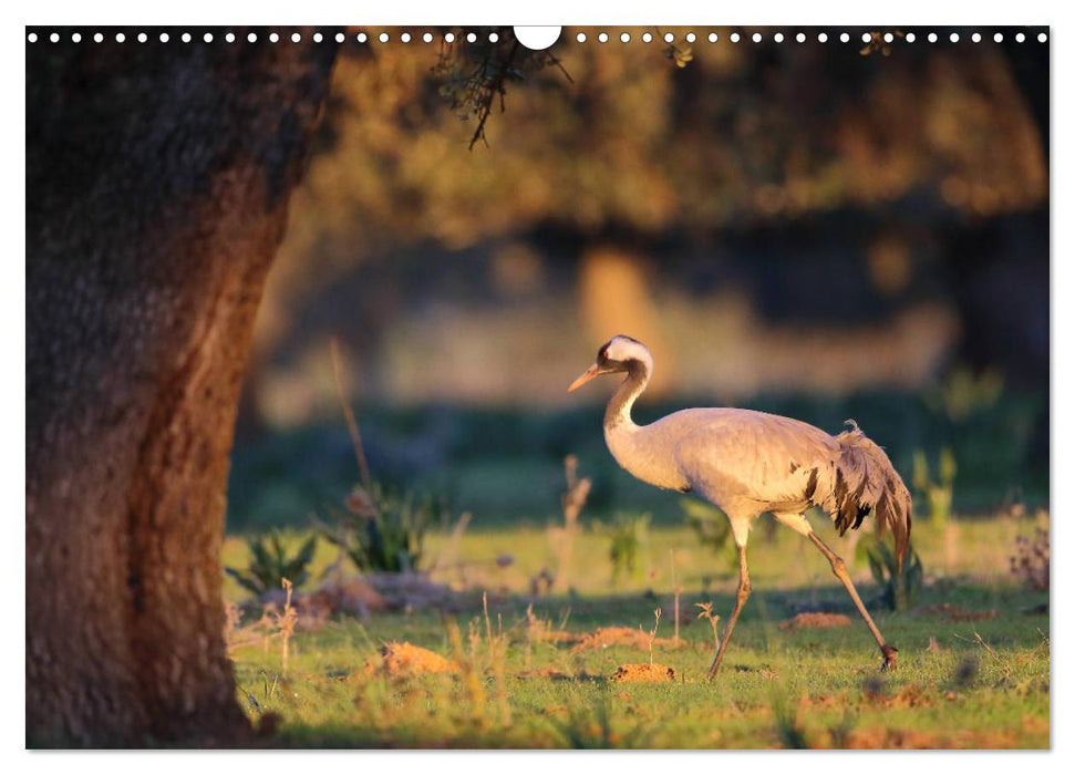 Vögel in der Extremadura (CALVENDO Wandkalender 2025)