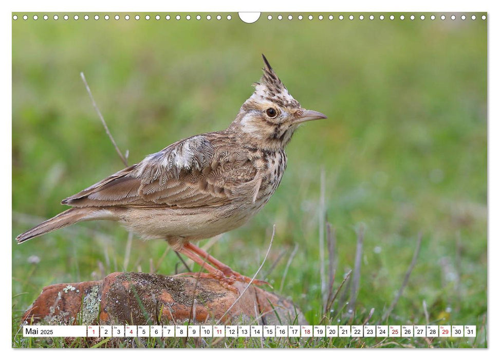 Vögel in der Extremadura (CALVENDO Wandkalender 2025)