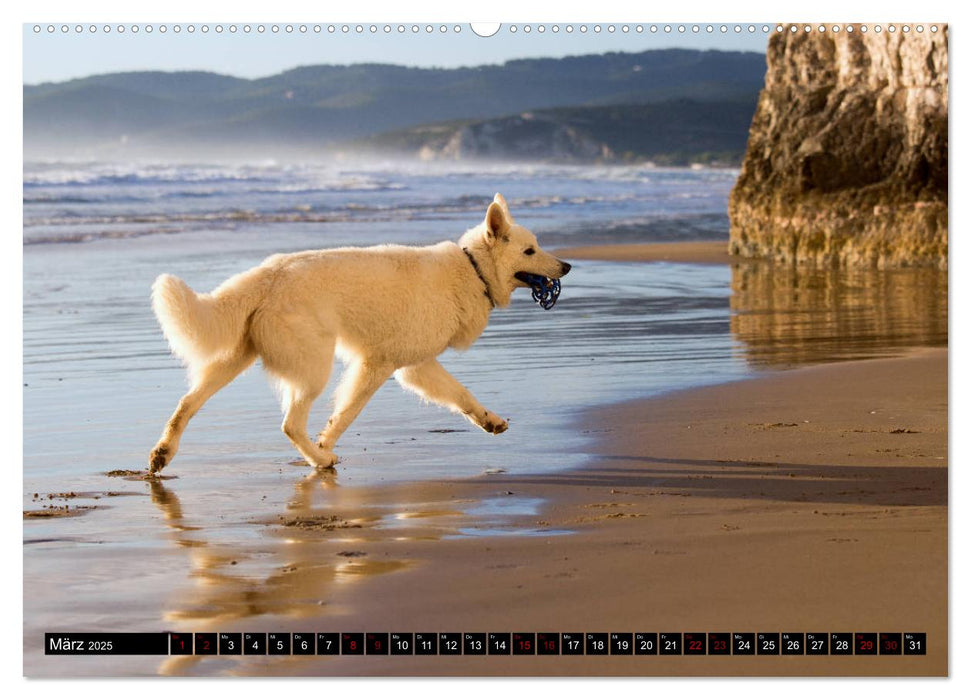Weiße Schäferhunde in schönen Landschaften (CALVENDO Wandkalender 2025)