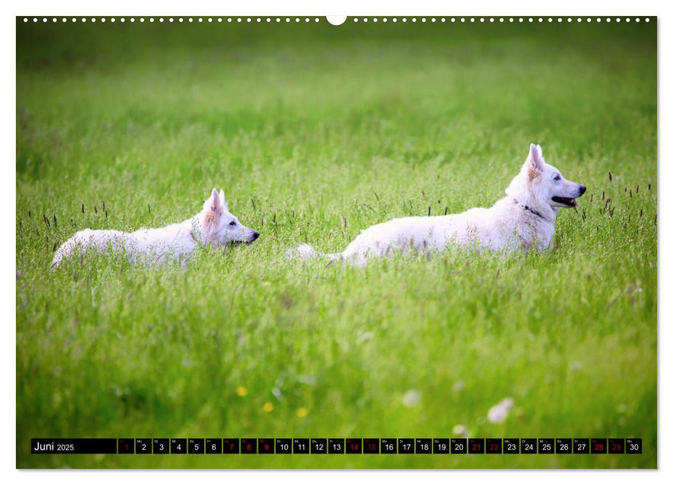 Weiße Schäferhunde in schönen Landschaften (CALVENDO Wandkalender 2025)