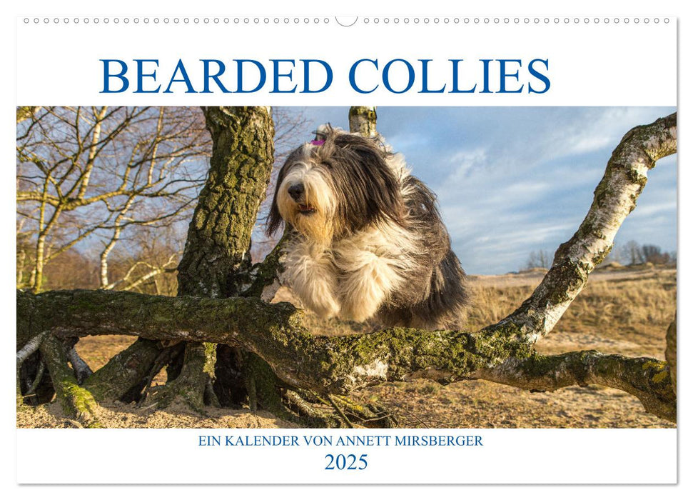 BEARDED COLLIES 2025 (CALVENDO Wandkalender 2025)