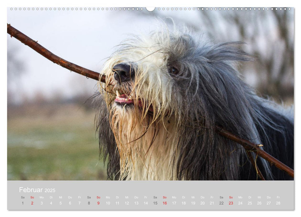 BEARDED COLLIES 2025 (CALVENDO Wandkalender 2025)