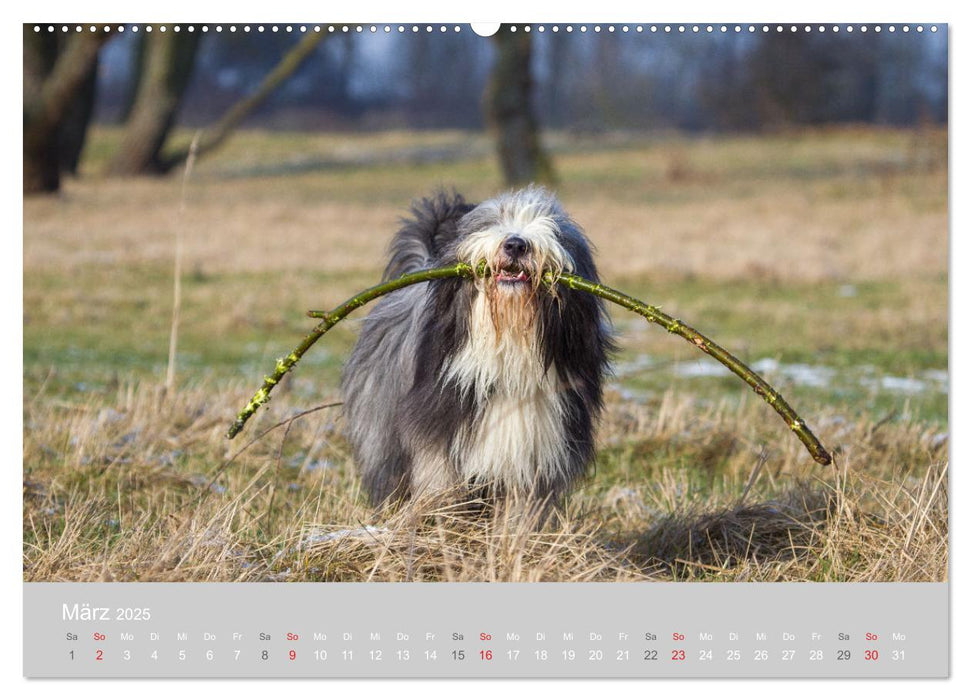 BEARDED COLLIES 2025 (CALVENDO Wandkalender 2025)