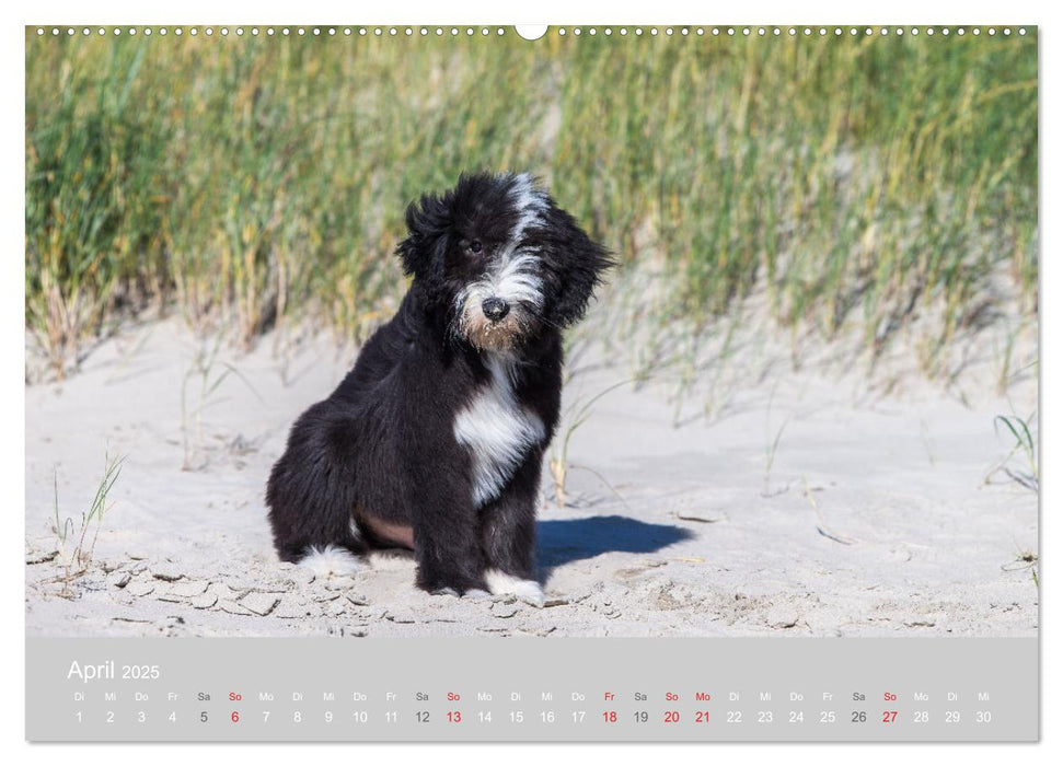 BEARDED COLLIES 2025 (CALVENDO Wandkalender 2025)