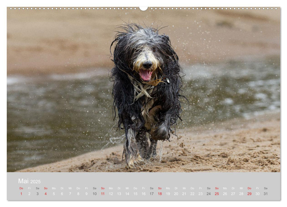 BEARDED COLLIES 2025 (CALVENDO Wandkalender 2025)