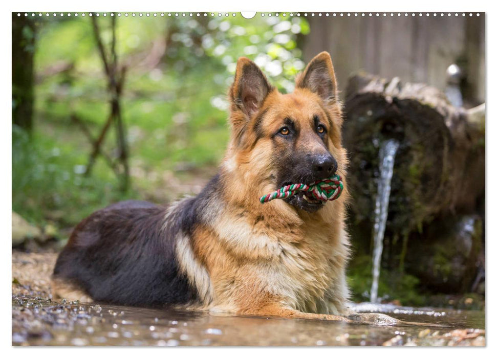 Schäferhunde - Freunde auf 4 Pfoten (CALVENDO Premium Wandkalender 2025)