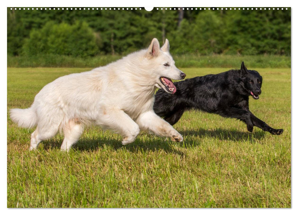 Schäferhunde - Freunde auf 4 Pfoten (CALVENDO Premium Wandkalender 2025)