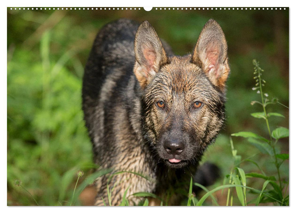 Schäferhunde - Freunde auf 4 Pfoten (CALVENDO Premium Wandkalender 2025)