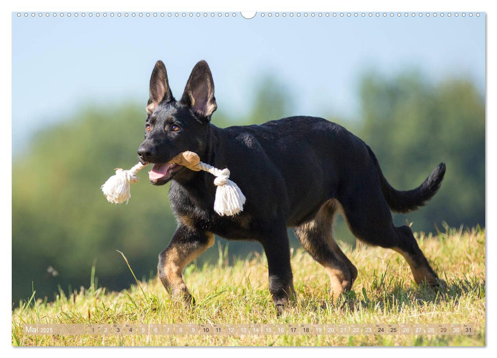 Schäferhunde - Freunde auf 4 Pfoten (CALVENDO Premium Wandkalender 2025)