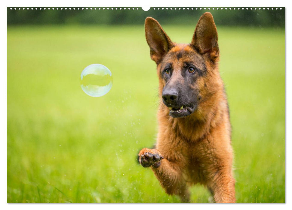 Schäferhunde - Freunde auf 4 Pfoten (CALVENDO Premium Wandkalender 2025)