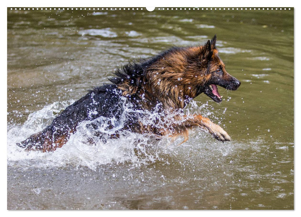 Schäferhunde - Freunde auf 4 Pfoten (CALVENDO Premium Wandkalender 2025)