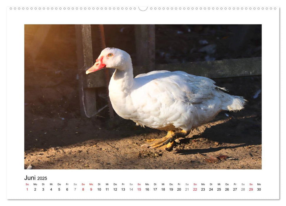 Wer gackert und schnattert denn da? Mit Enten und Hühnern durchs Jahr (CALVENDO Premium Wandkalender 2025)