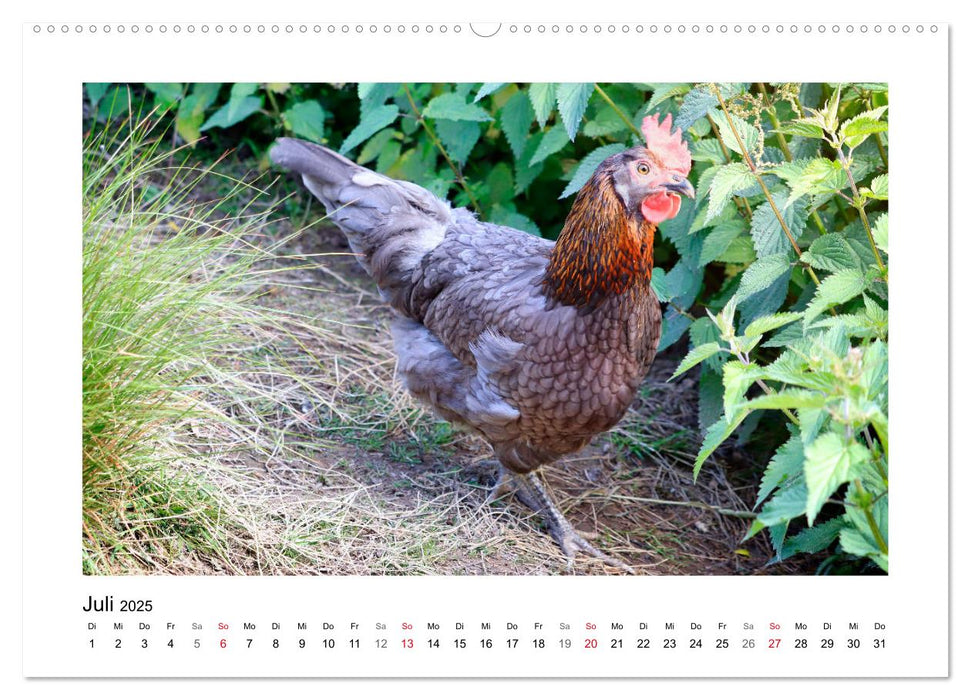 Wer gackert und schnattert denn da? Mit Enten und Hühnern durchs Jahr (CALVENDO Premium Wandkalender 2025)