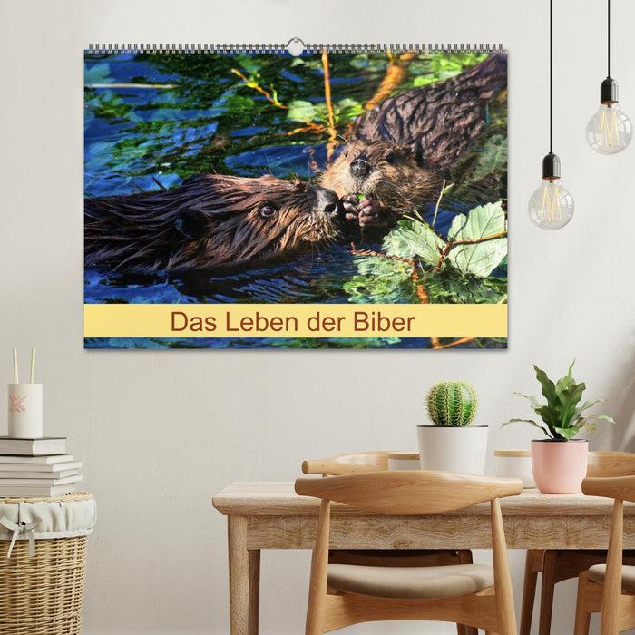 Das Leben der Biber (CALVENDO Wandkalender 2025)