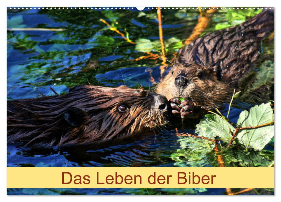 Das Leben der Biber (CALVENDO Wandkalender 2025)