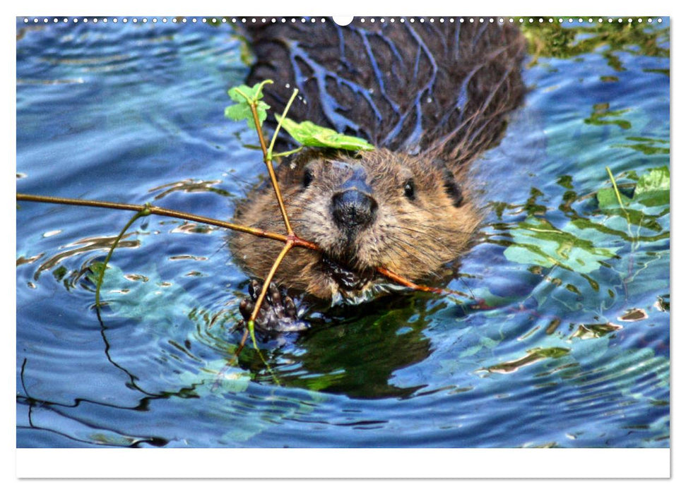 Das Leben der Biber (CALVENDO Wandkalender 2025)