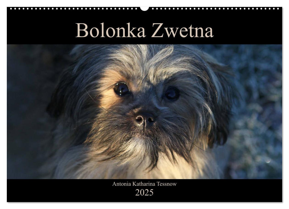 Bolonka Zwetna 2025 (CALVENDO Wandkalender 2025)