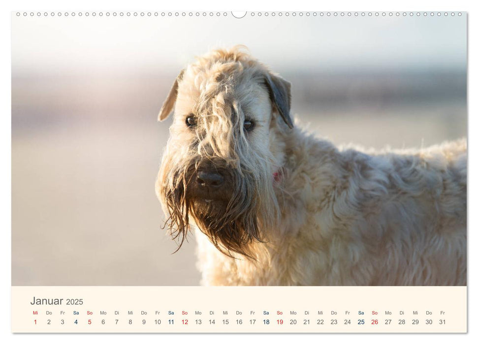 IRISH SOFT COATED WHEATEN TERRIER 2025 (CALVENDO Premium Wandkalender 2025)