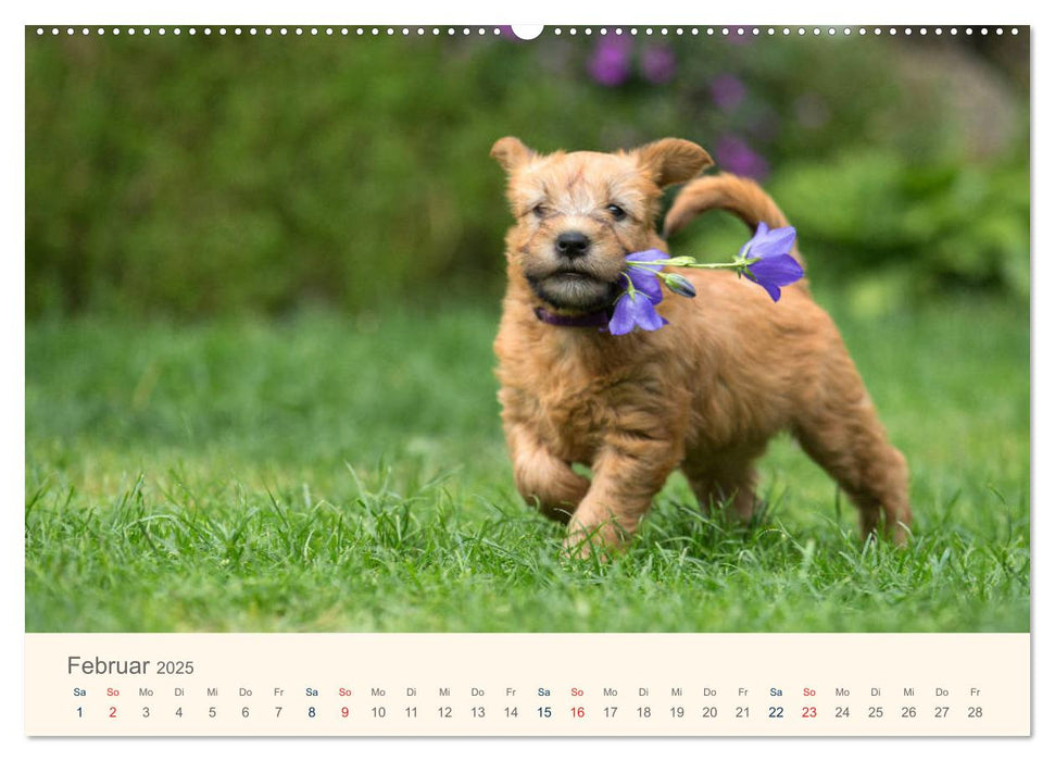 IRISH SOFT COATED WHEATEN TERRIER 2025 (CALVENDO Premium Wandkalender 2025)