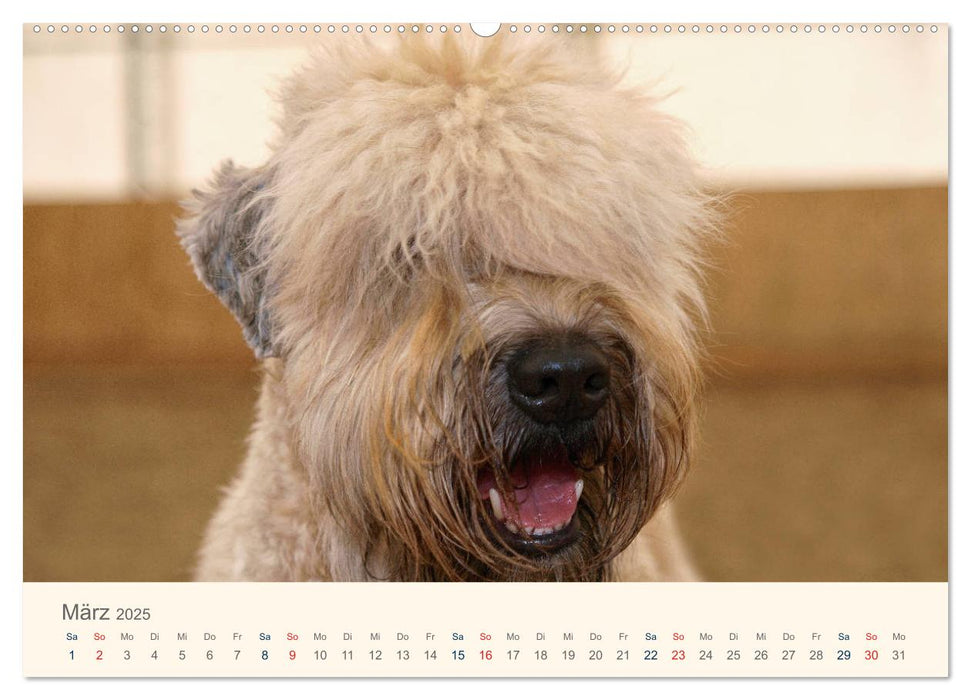 IRISH SOFT COATED WHEATEN TERRIER 2025 (CALVENDO Premium Wandkalender 2025)