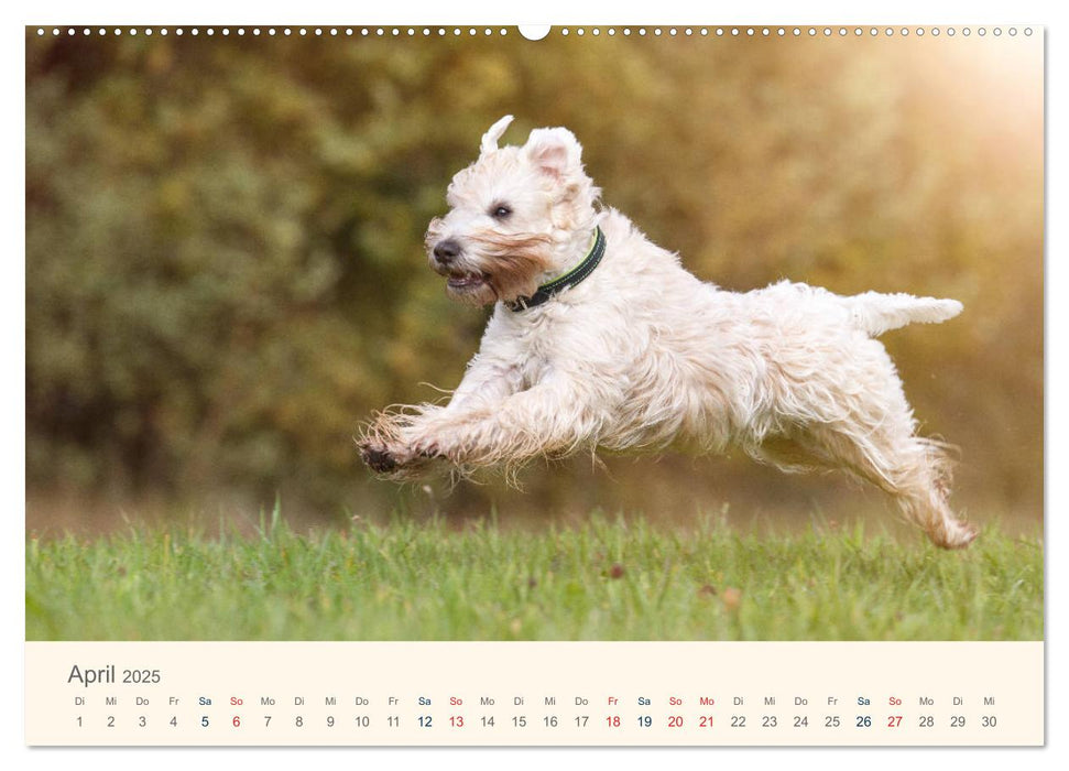 IRISH SOFT COATED WHEATEN TERRIER 2025 (CALVENDO Premium Wandkalender 2025)