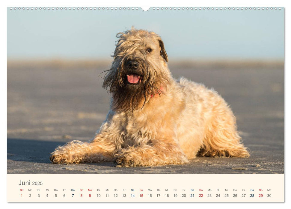 IRISH SOFT COATED WHEATEN TERRIER 2025 (CALVENDO Premium Wandkalender 2025)