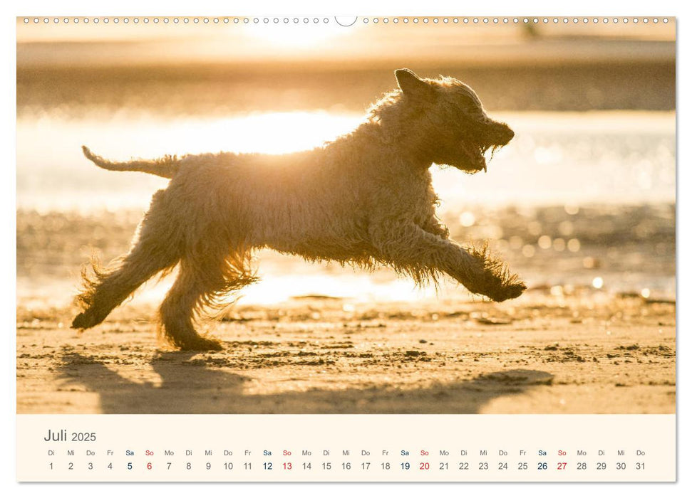 IRISH SOFT COATED WHEATEN TERRIER 2025 (CALVENDO Premium Wandkalender 2025)