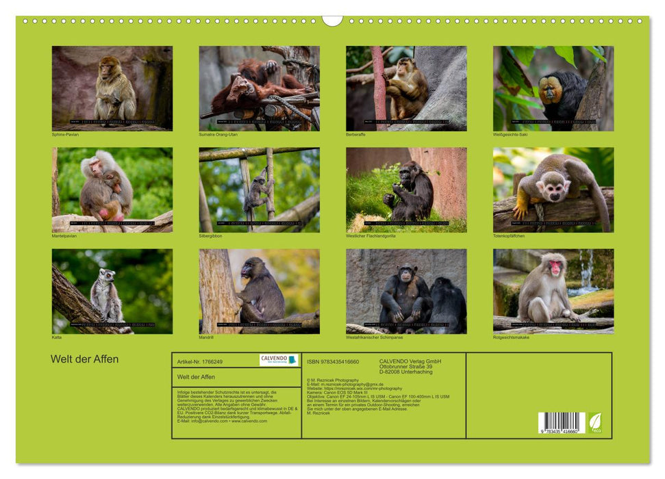 Welt der Affen (CALVENDO Wandkalender 2025)
