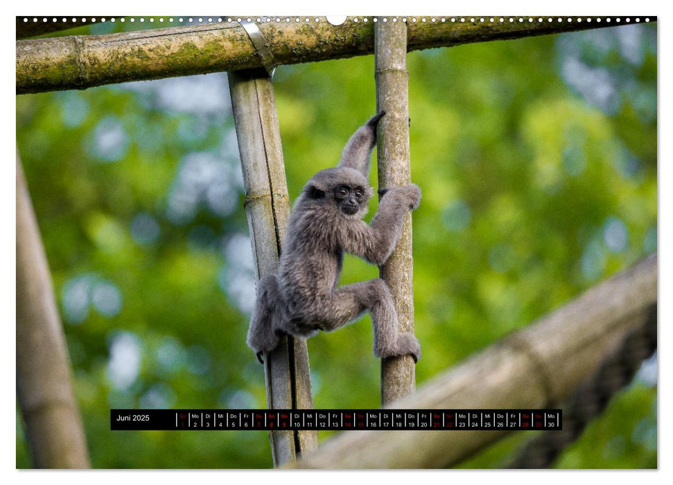 Welt der Affen (CALVENDO Wandkalender 2025)