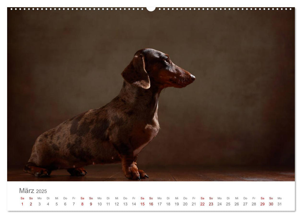 Treue Gefährten - Hundeportraits (CALVENDO Premium Wandkalender 2025)