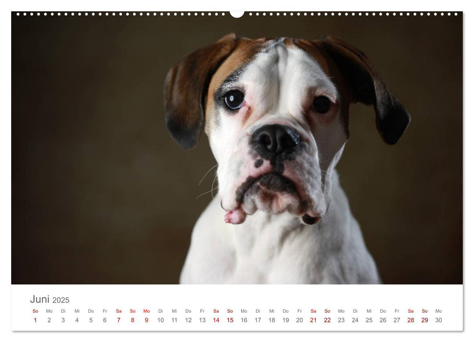 Treue Gefährten - Hundeportraits (CALVENDO Premium Wandkalender 2025)