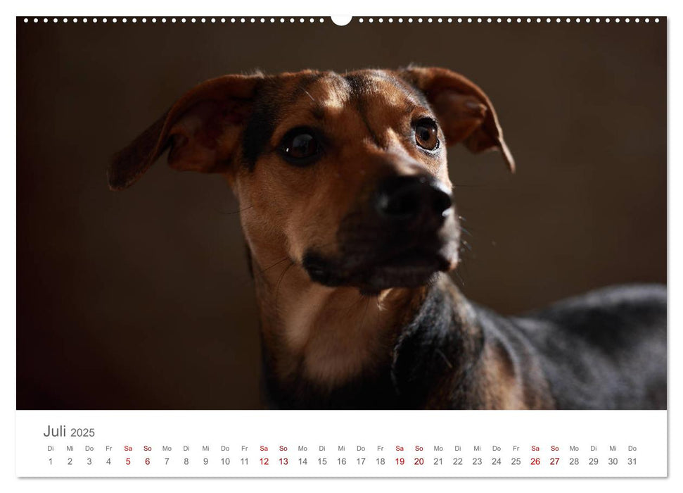 Treue Gefährten - Hundeportraits (CALVENDO Premium Wandkalender 2025)