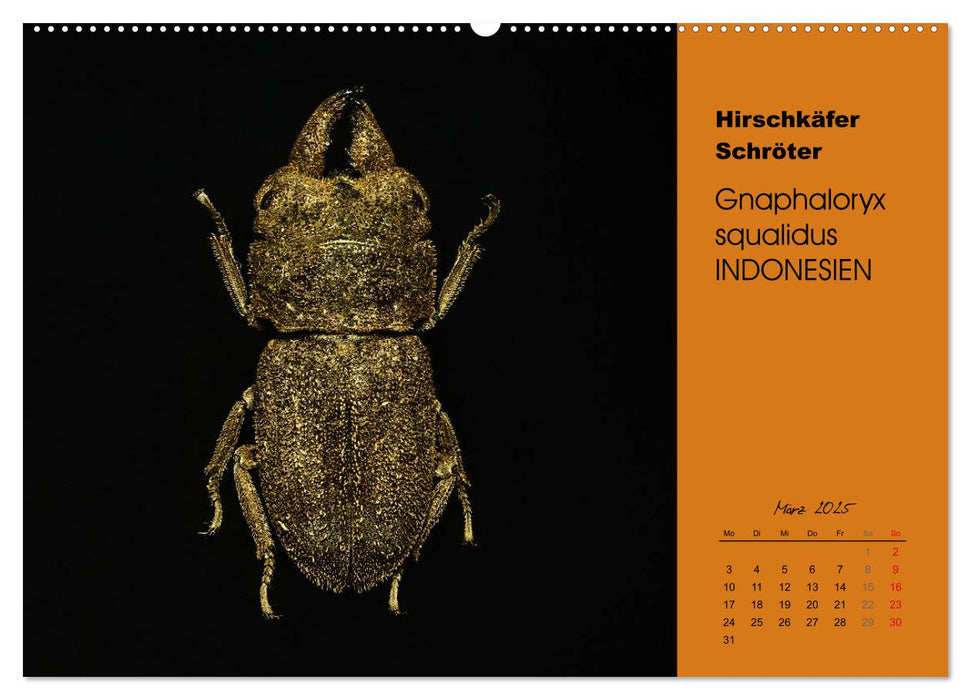 Tropische Käfer (CALVENDO Premium Wandkalender 2025)