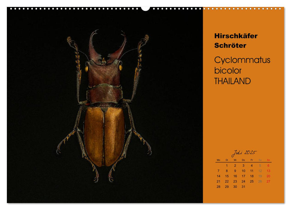 Tropische Käfer (CALVENDO Premium Wandkalender 2025)