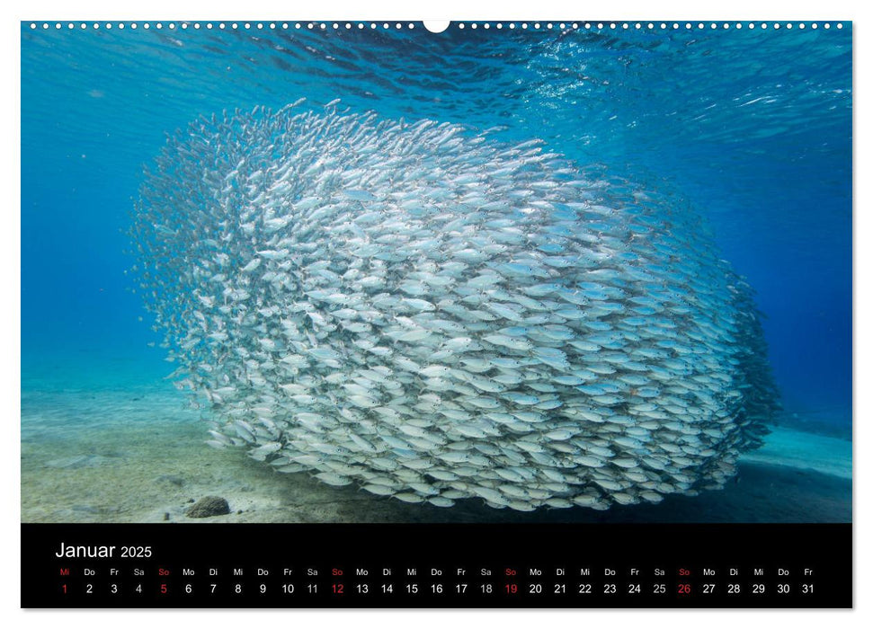 Tanz der Fische (CALVENDO Premium Wandkalender 2025)