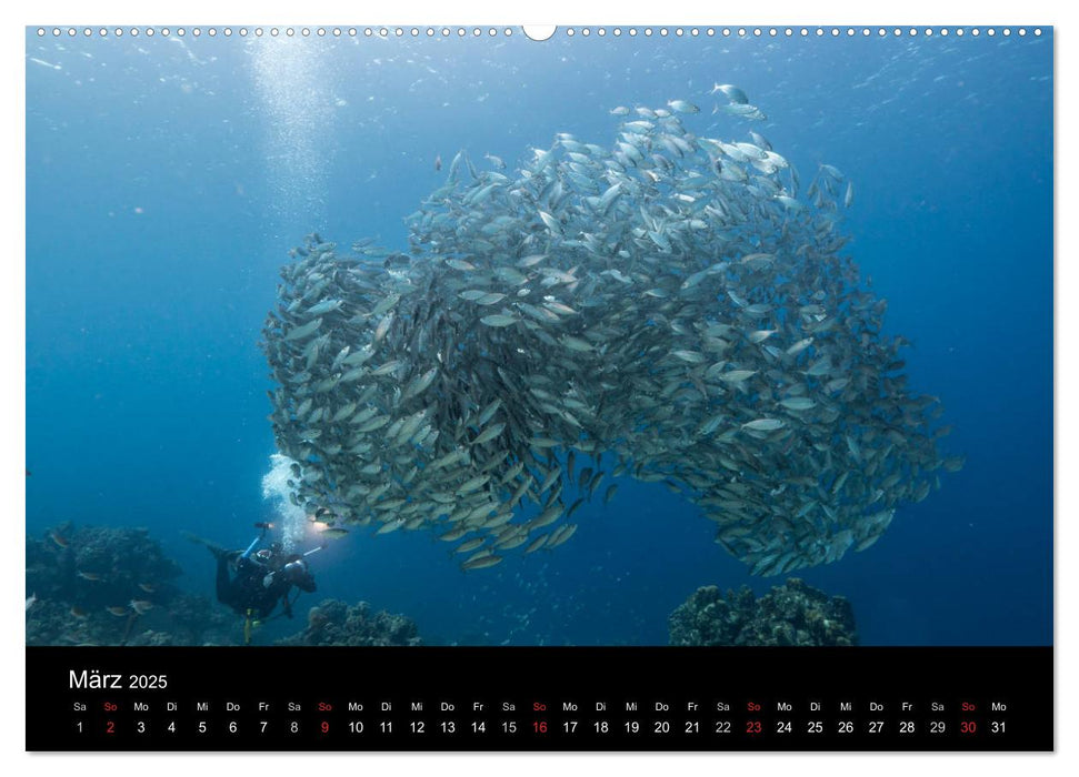 Tanz der Fische (CALVENDO Premium Wandkalender 2025)