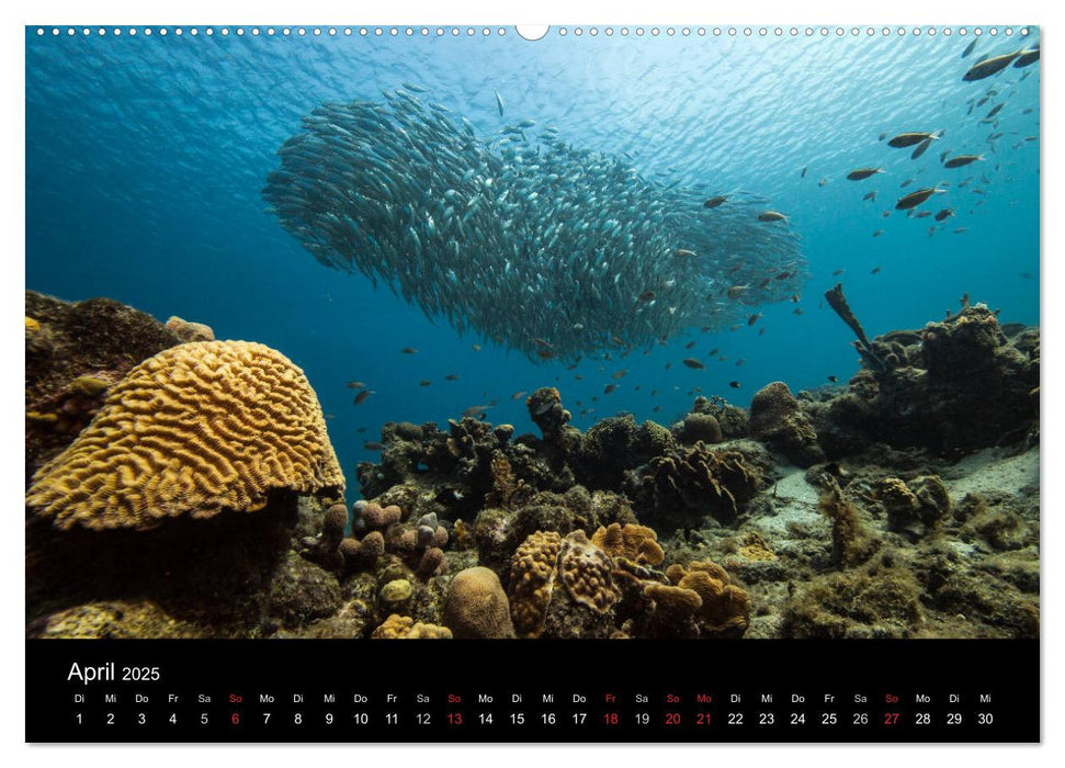 Tanz der Fische (CALVENDO Premium Wandkalender 2025)